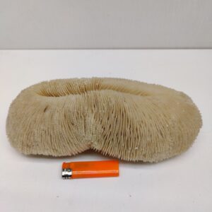 коралл слипер 290х150х90мм