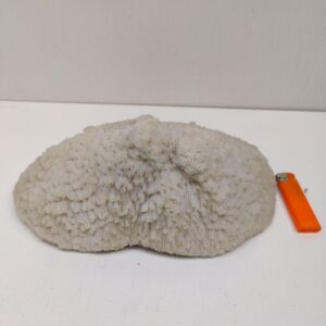 коралл баул 280х190х100мм