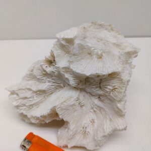 коралл морская капуста 200х150х100мм