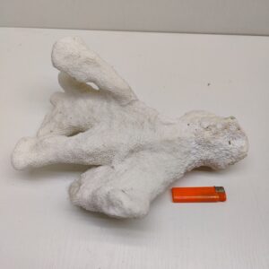 коралл кошачья лапа 340х300х130мм