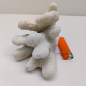 коралл эльхорн 150х90х100мм